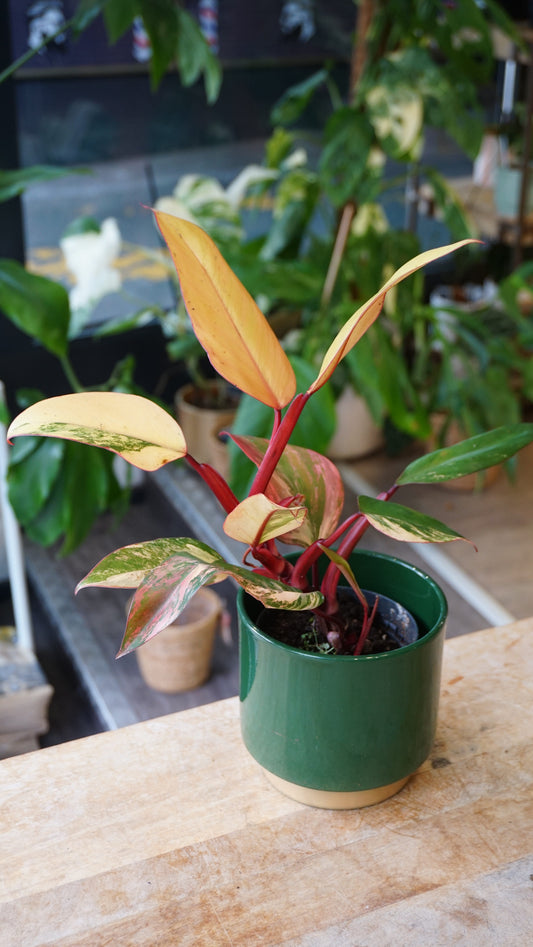 Philodendron Apple Crumble studio plantes rares jungle jardinerie strasbourg rare plant shop online pflanzen