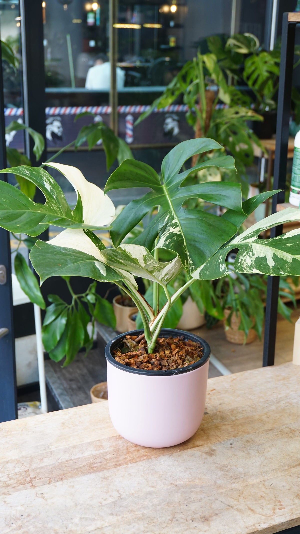 monstera jungle mint studio plantes rares jungle jardinerie strasbourg rare plant shop online pflanzen
