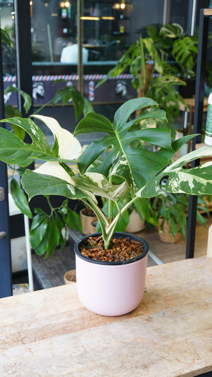 monstera jungle mint studio plantes rares jungle jardinerie strasbourg rare plant shop online pflanzen
