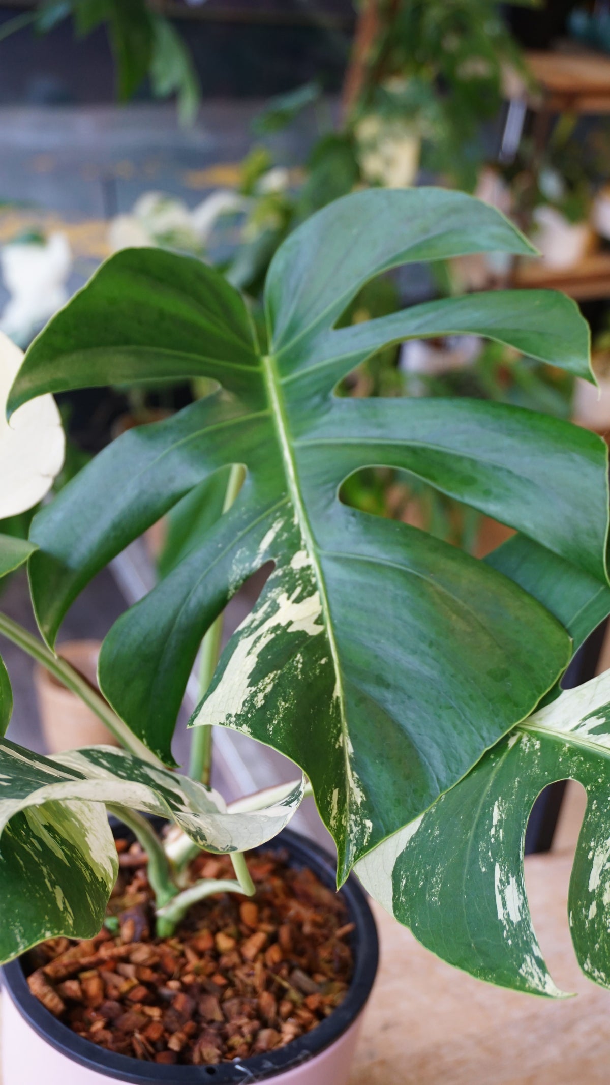 monstera jungle mint studio plantes rares jungle jardinerie strasbourg rare plant shop online pflanzen