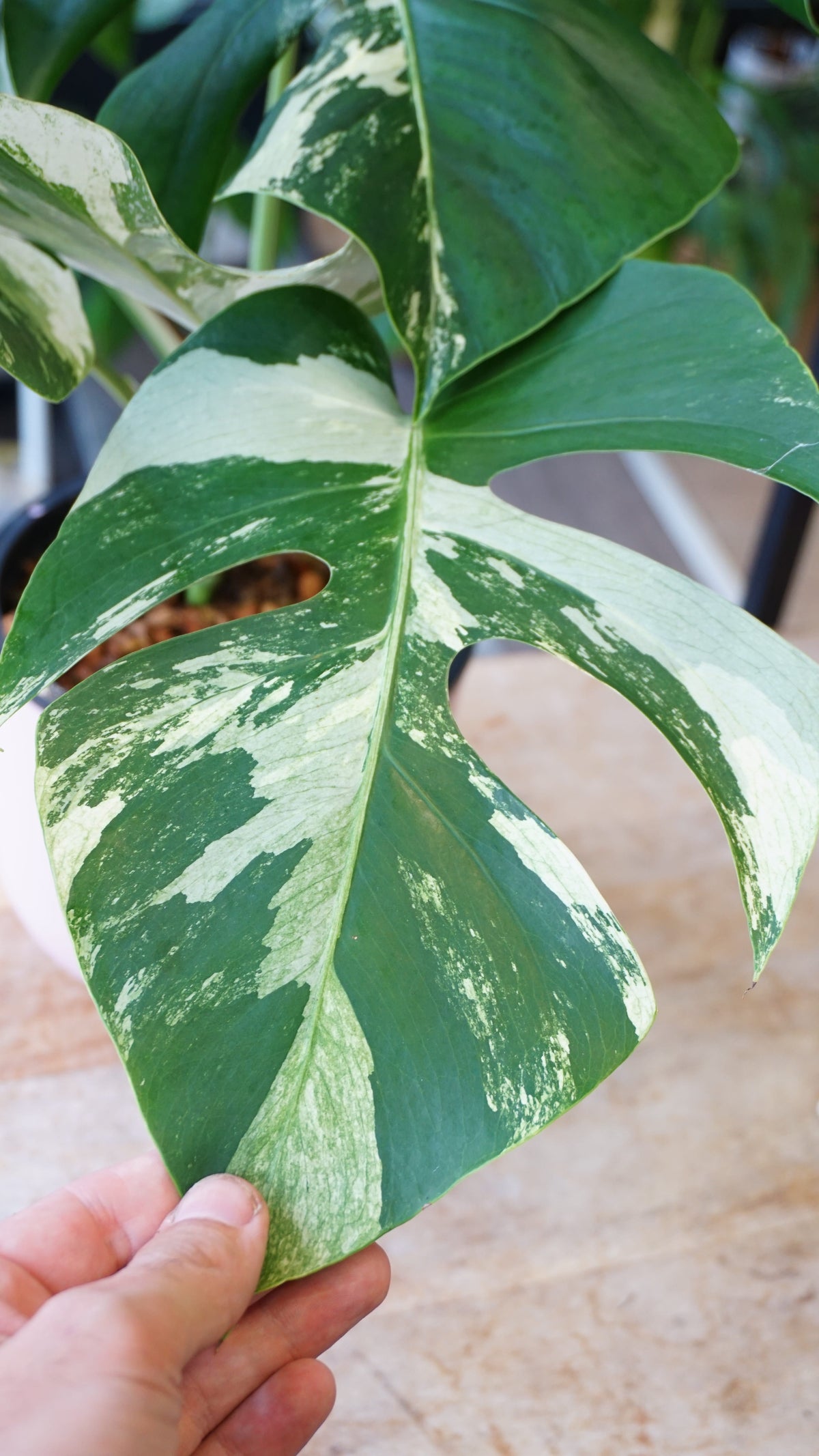 monstera jungle mint studio plantes rares jungle jardinerie strasbourg rare plant shop online pflanzen