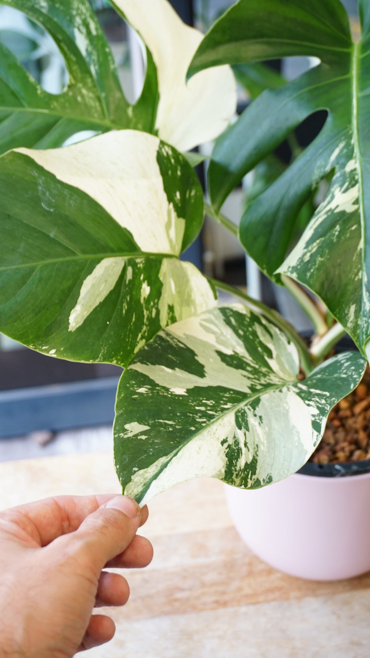monstera jungle mint studio plantes rares jungle jardinerie strasbourg rare plant shop online pflanzen