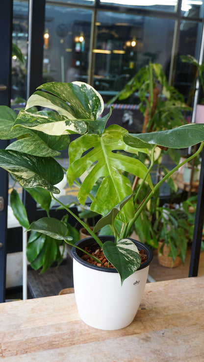 monstera jungle mint studio plantes rares jungle jardinerie strasbourg rare plant shop online pflanzen