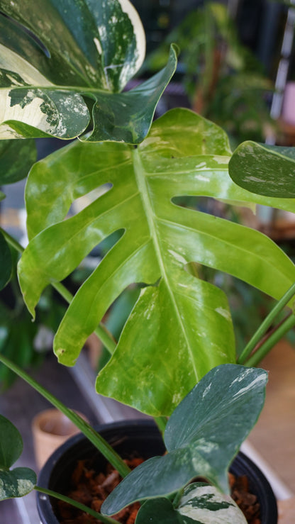 monstera jungle mint studio plantes rares jungle jardinerie strasbourg rare plant shop online pflanzen