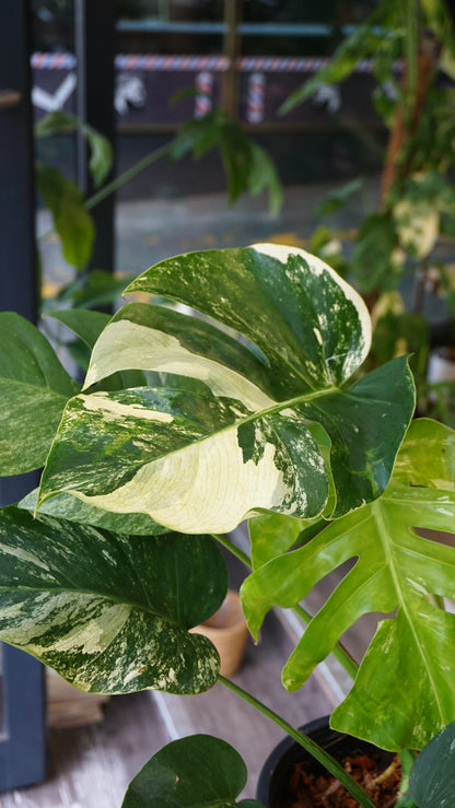 monstera jungle mint studio plantes rares jungle jardinerie strasbourg rare plant shop online pflanzen