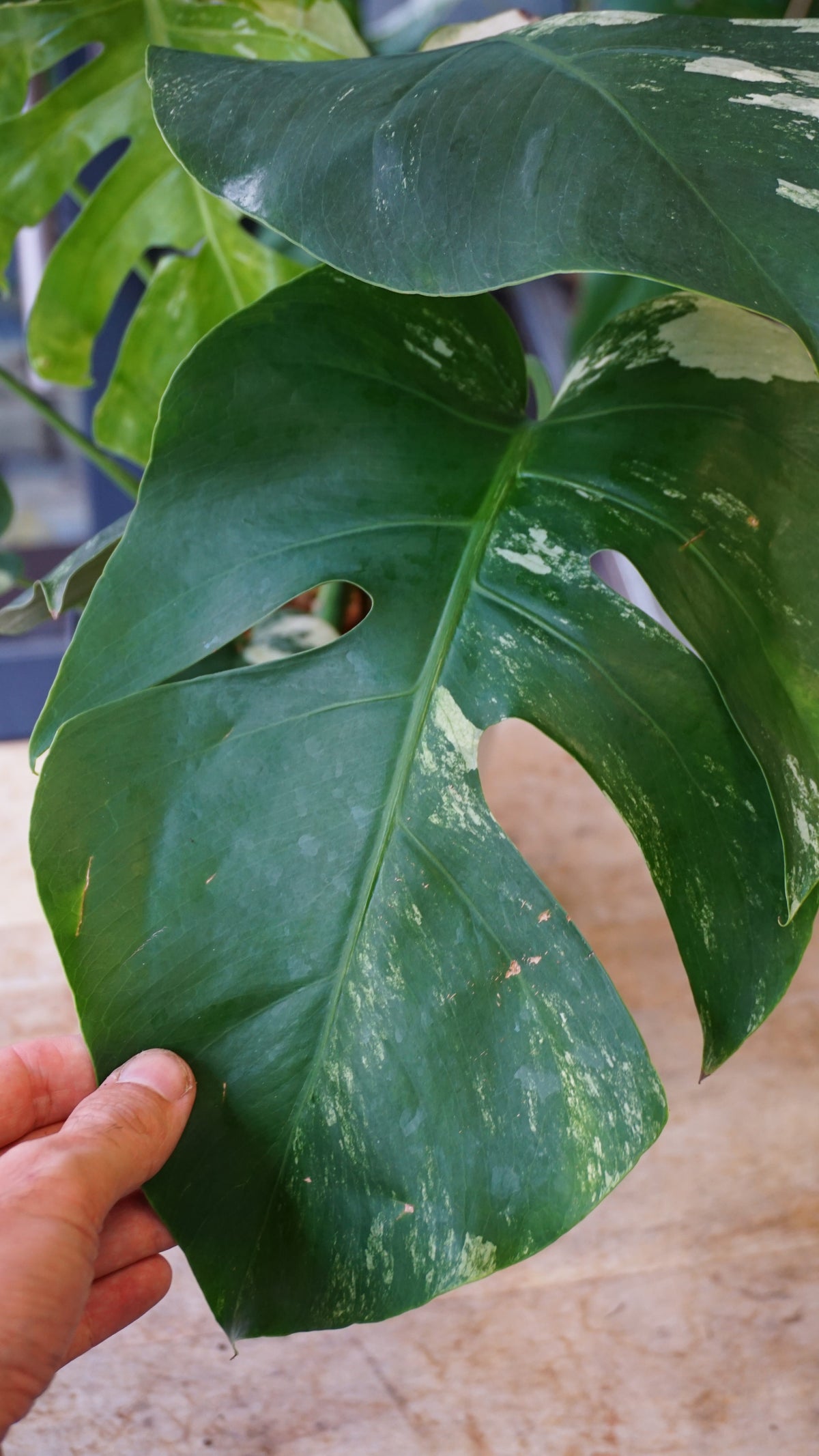 monstera jungle mint studio plantes rares jungle jardinerie strasbourg rare plant shop online pflanzen