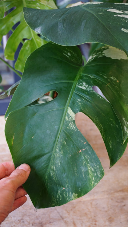 monstera jungle mint studio plantes rares jungle jardinerie strasbourg rare plant shop online pflanzen