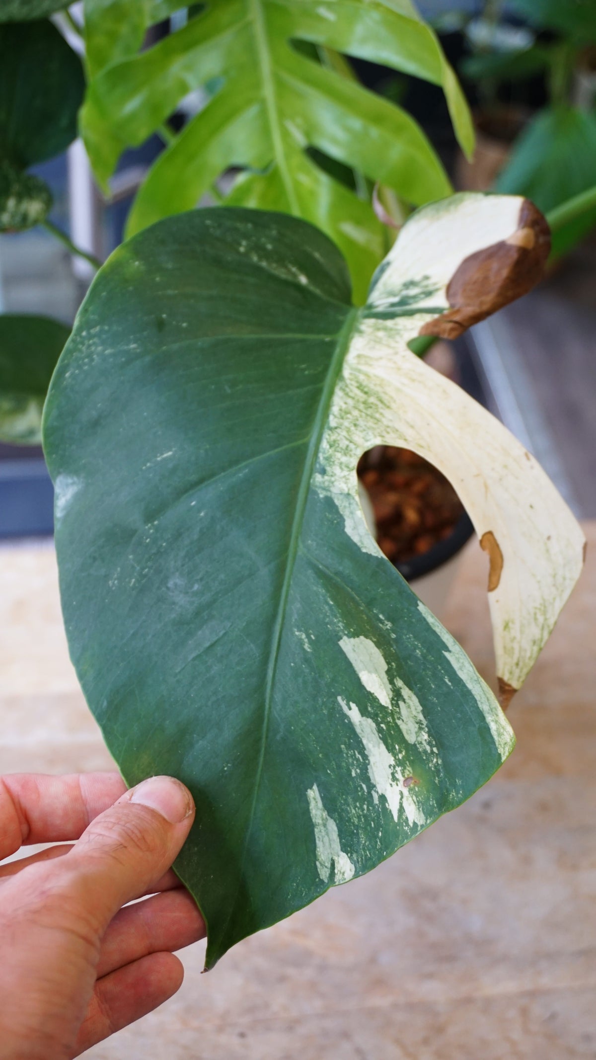 monstera jungle mint studio plantes rares jungle jardinerie strasbourg rare plant shop online pflanzen