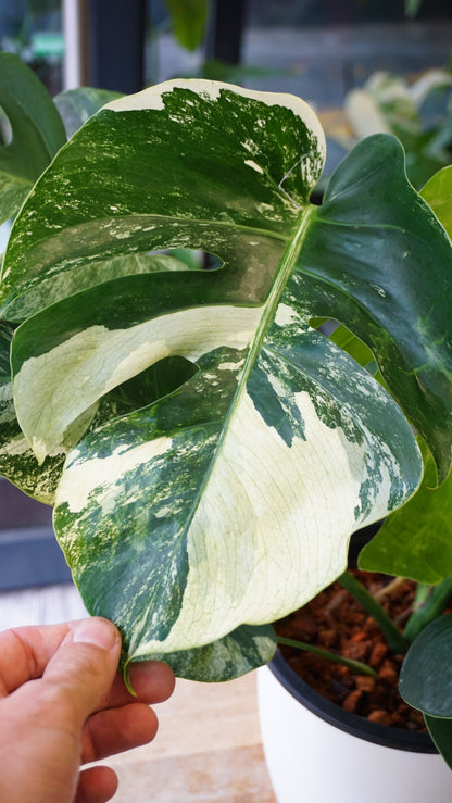 monstera jungle mint studio plantes rares jungle jardinerie strasbourg rare plant shop online pflanzen