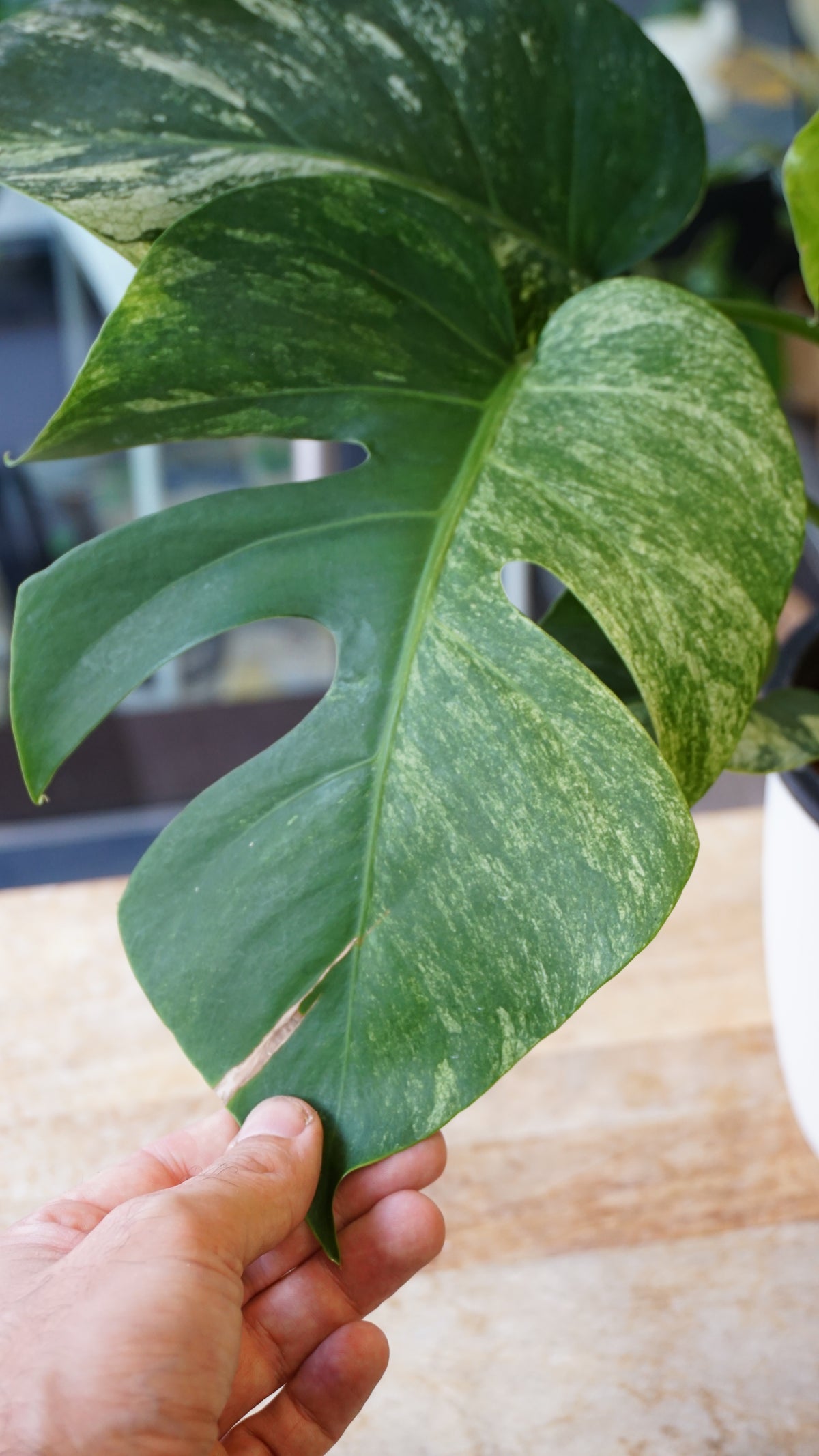 monstera jungle mint studio plantes rares jungle jardinerie strasbourg rare plant shop online pflanzen