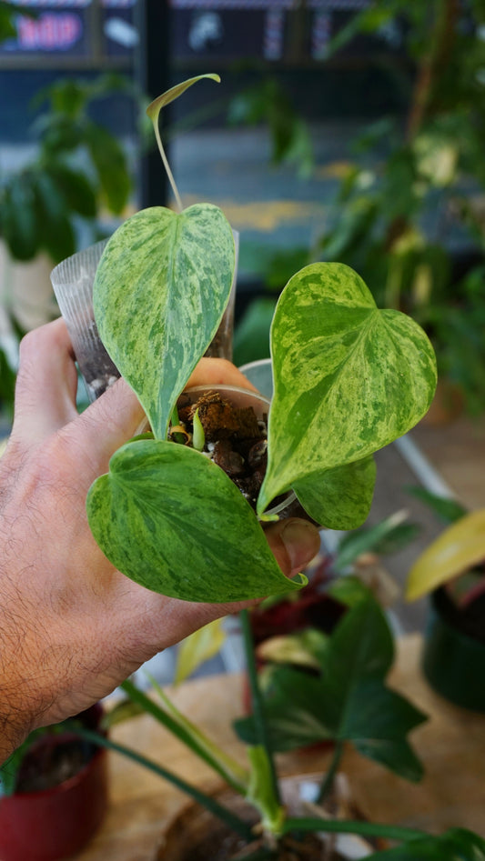 Philodendron Hederaceum Variegata