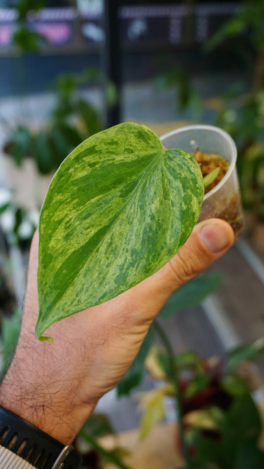 Philodendron Hederaceum Variegata