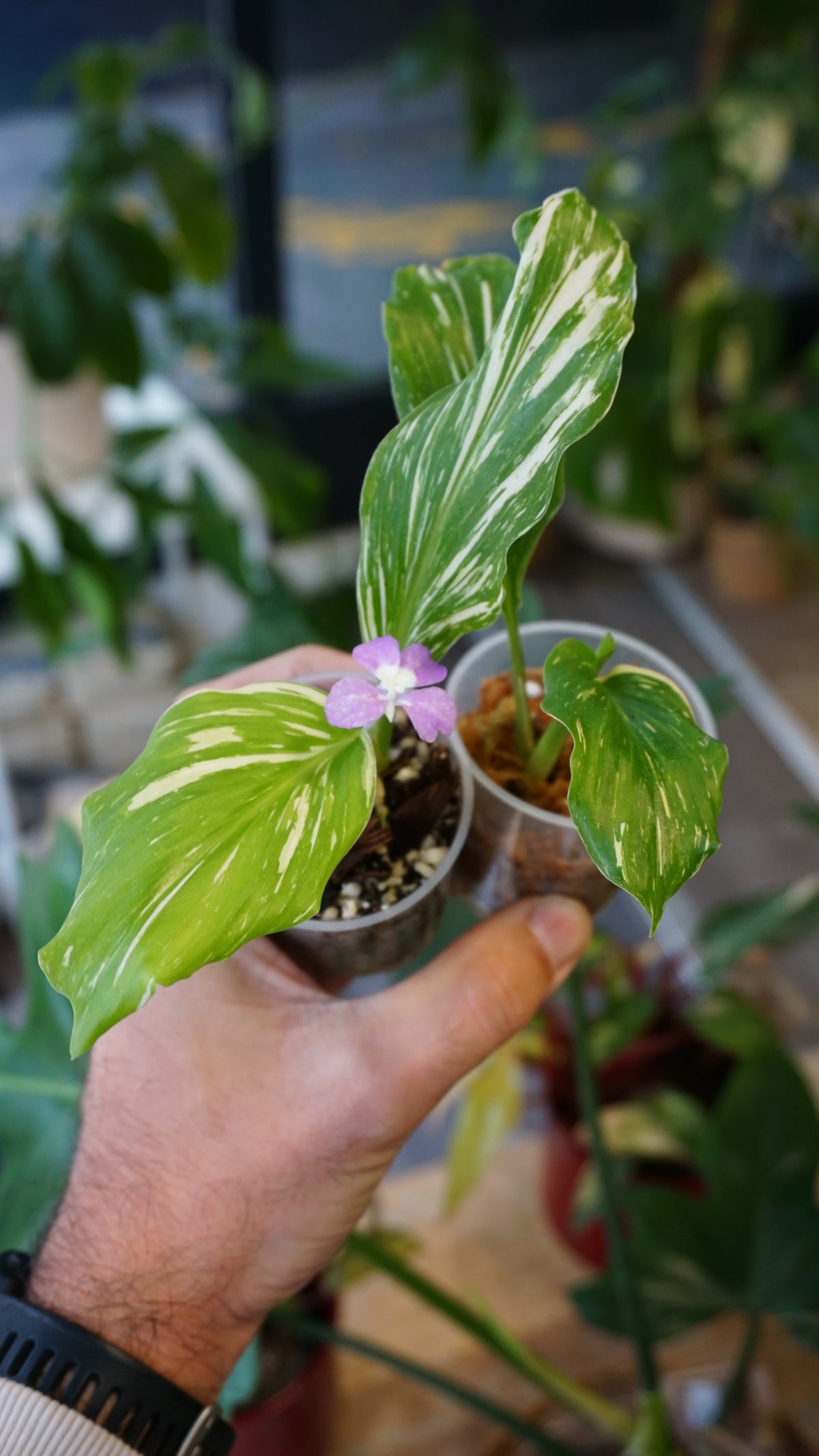 Kaempferia Pulchra Variegata