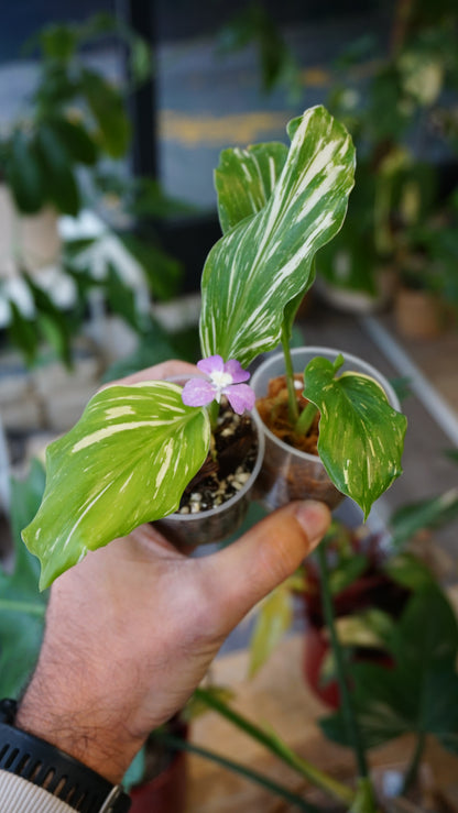 Kaempferia Pulchra Variegata