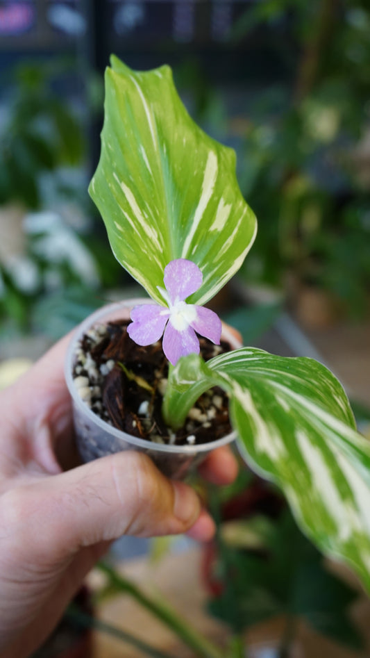 Kaempferia Pulchra Variegata