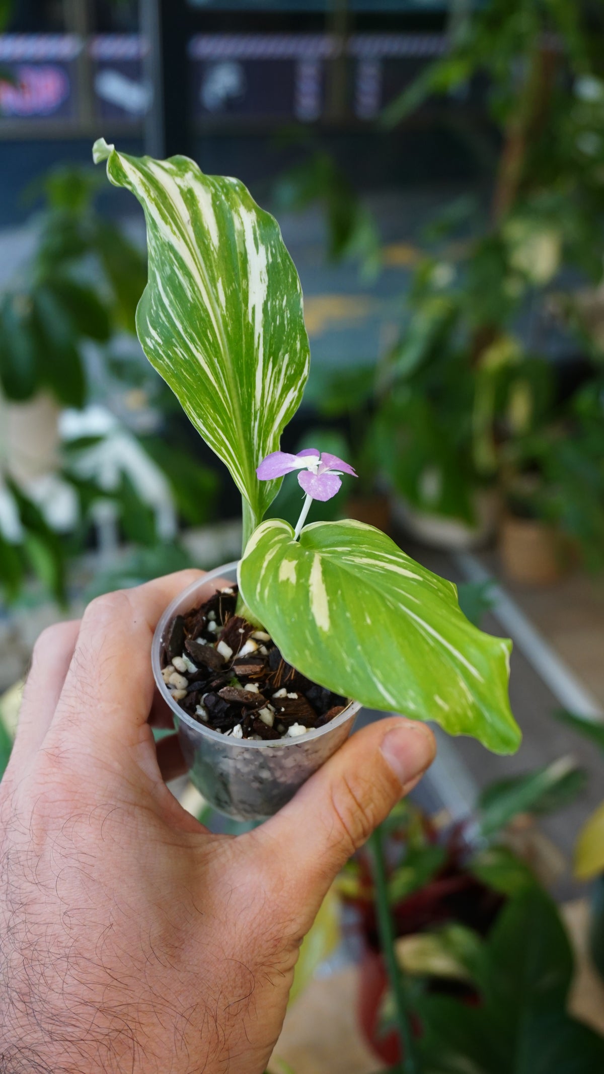 Kaempferia Pulchra Variegata