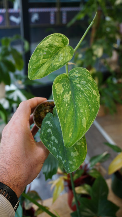 Scindapsus White Monster