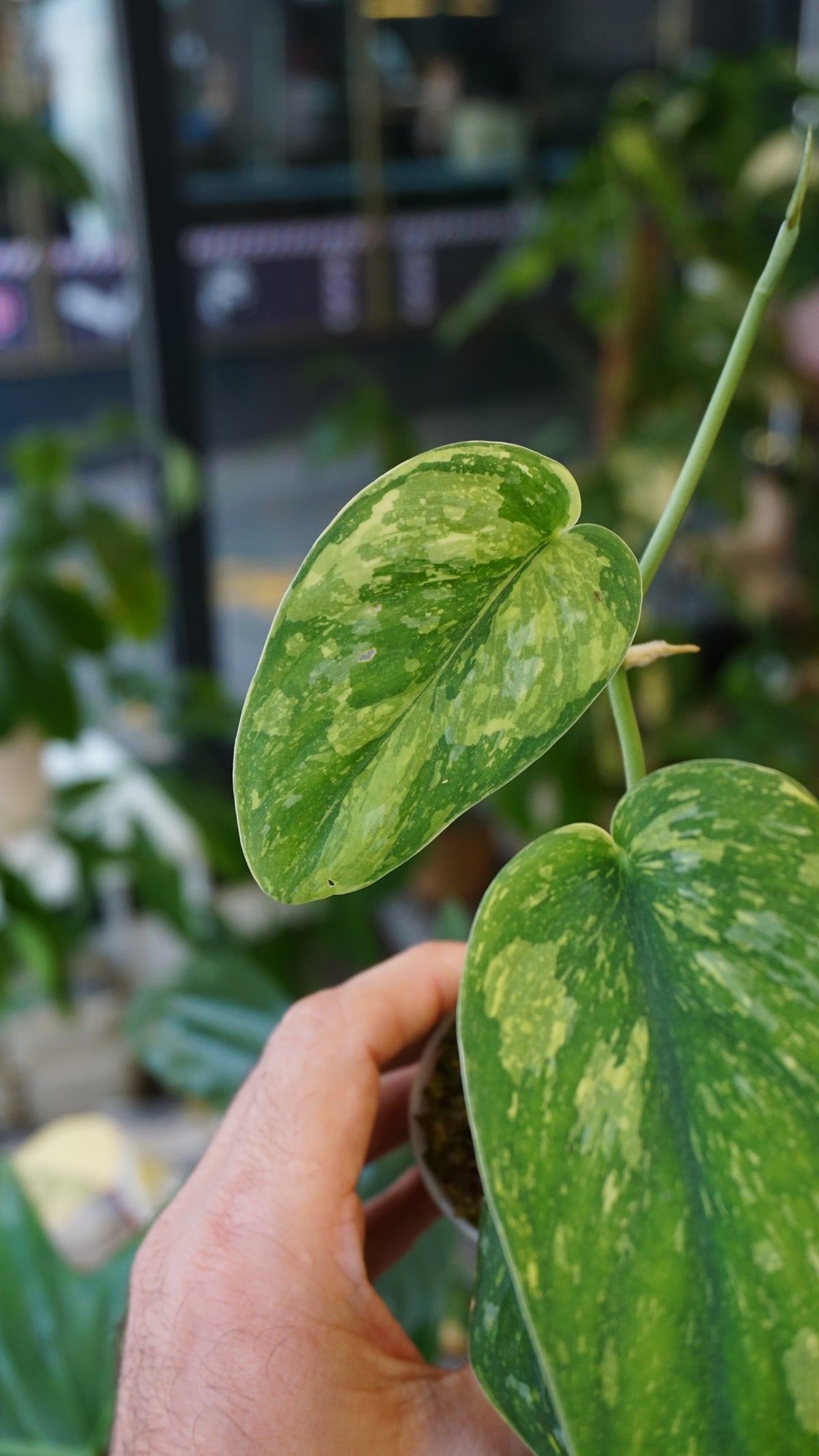Scindapsus White Monster