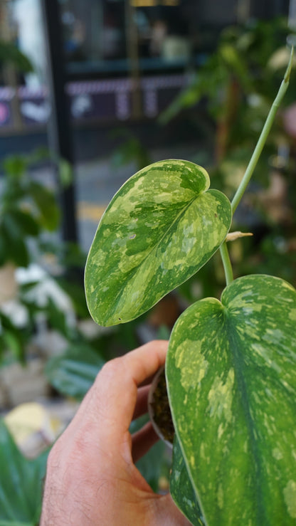 Scindapsus White Monster