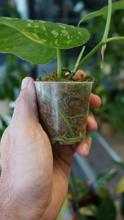 Scindapsus White Monster