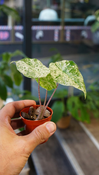 Alocasia Odora Variegata studio plantes rares jungle jardinerie strasbourg rare plant shop online pflanzen