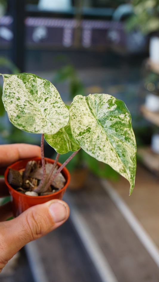 Alocasia Odora Variegata studio plantes rares jungle jardinerie strasbourg rare plant shop online pflanzen