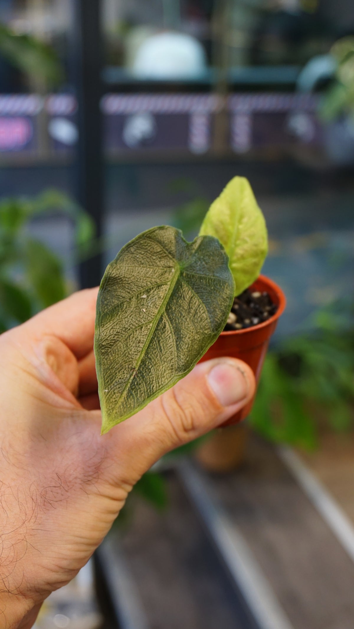 Alocasia Antoro Velvet