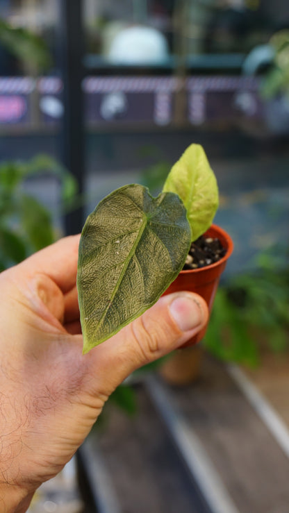 Alocasia Antoro Velvet