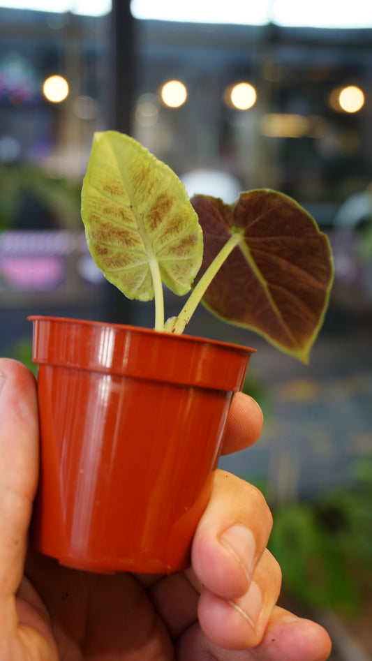 Alocasia Antoro Velvet