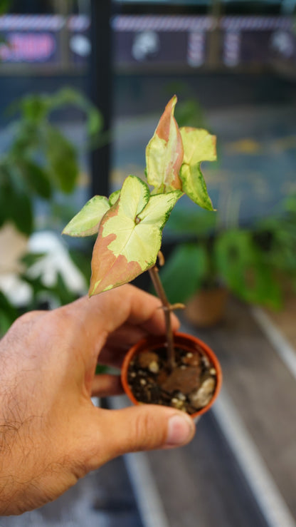 Syngonium Orm Nagpum Variegata