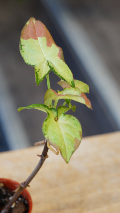 Syngonium Orm Nagpum Variegata