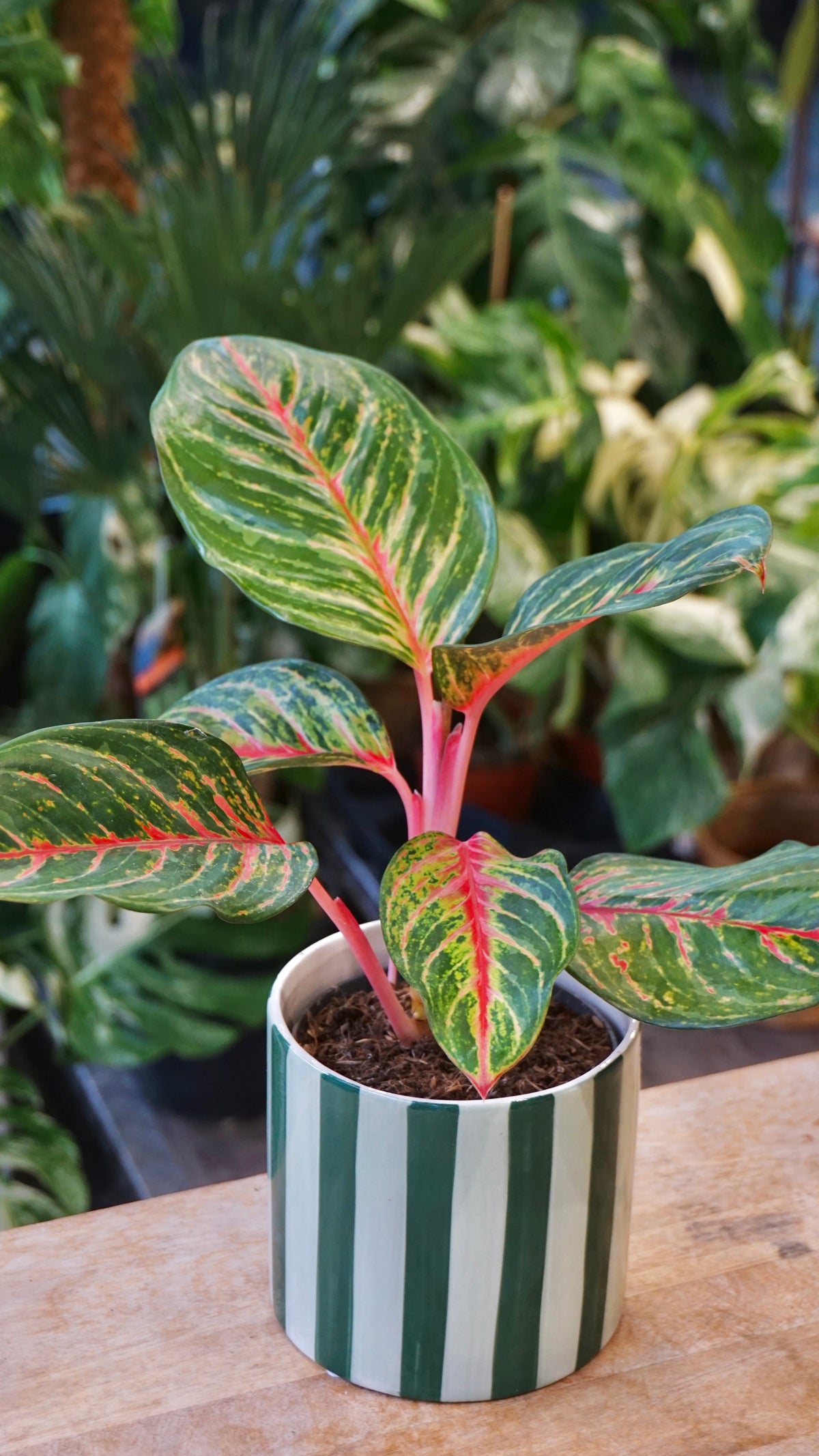Aglaonema Olive Red