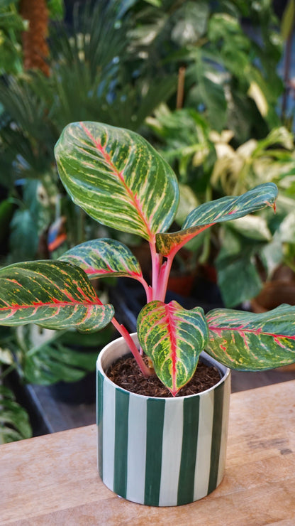 Aglaonema Olive Red