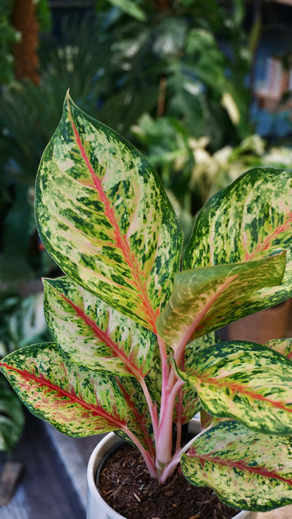 Aglaonema Painted Celebration