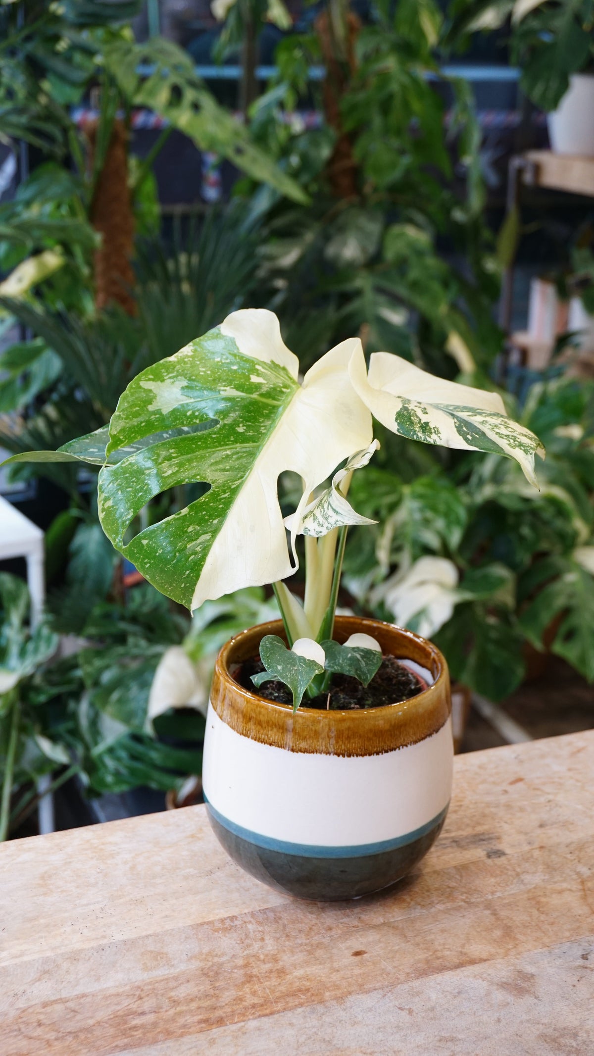 Monstera Crème Brulée studio plantes rares jungle jardinerie strasbourg rare plant shop online pflanzen