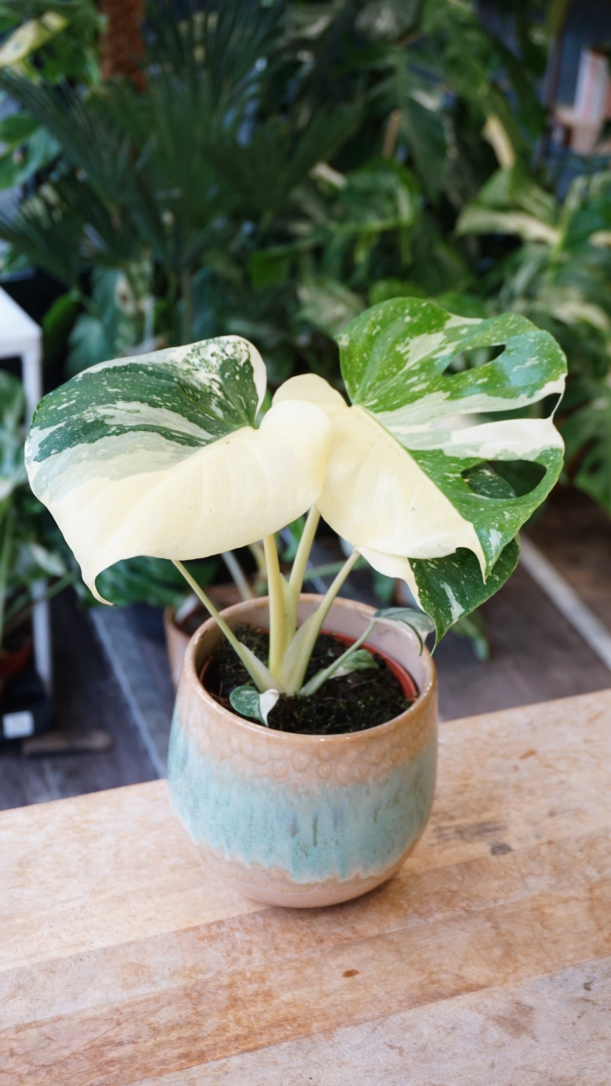 Monstera Crème Brulée studio plantes rares jungle jardinerie strasbourg rare plant shop online pflanzen