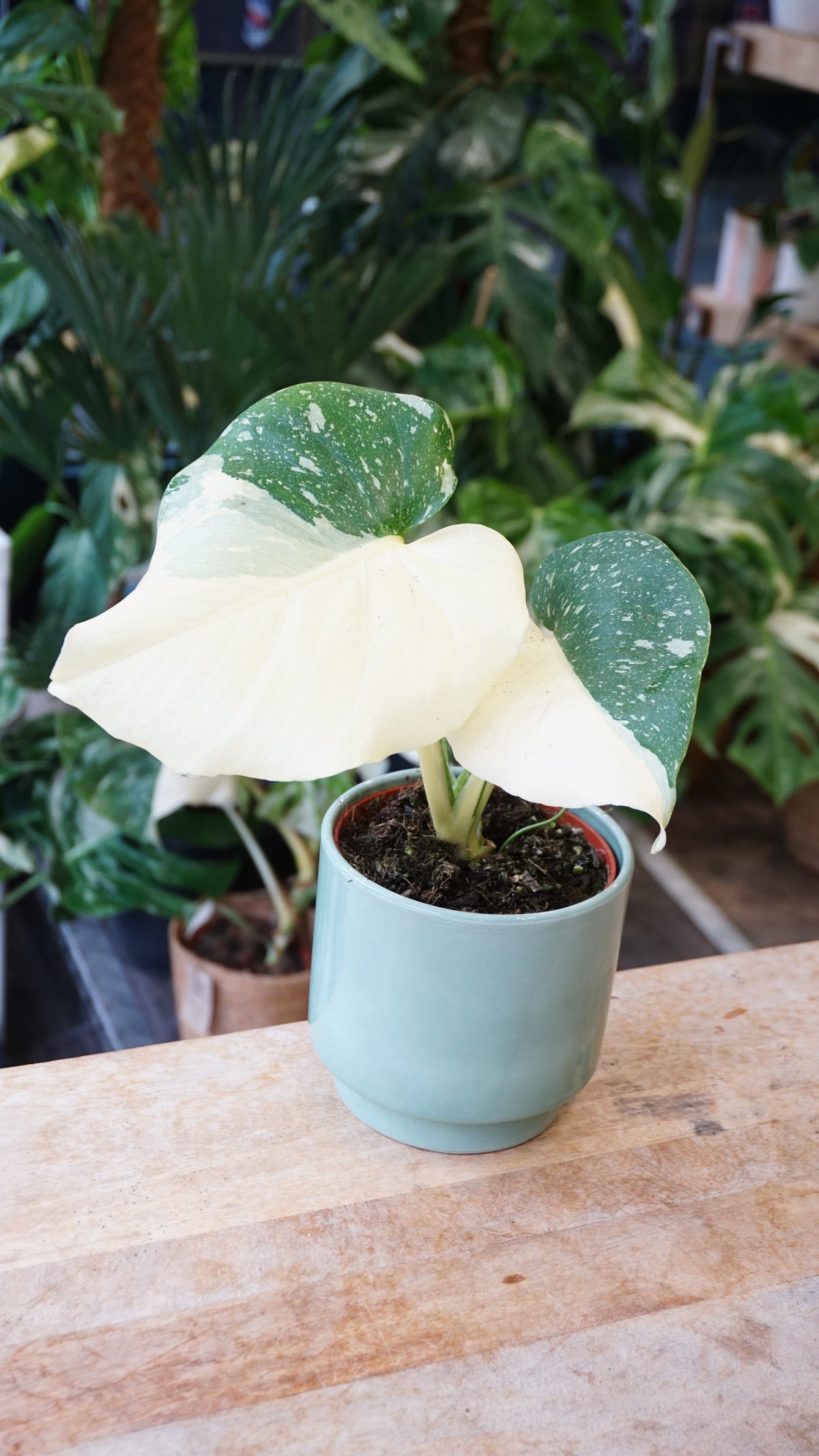 Monstera Crème Brulée studio plantes rares jungle jardinerie strasbourg rare plant shop online pflanzen
