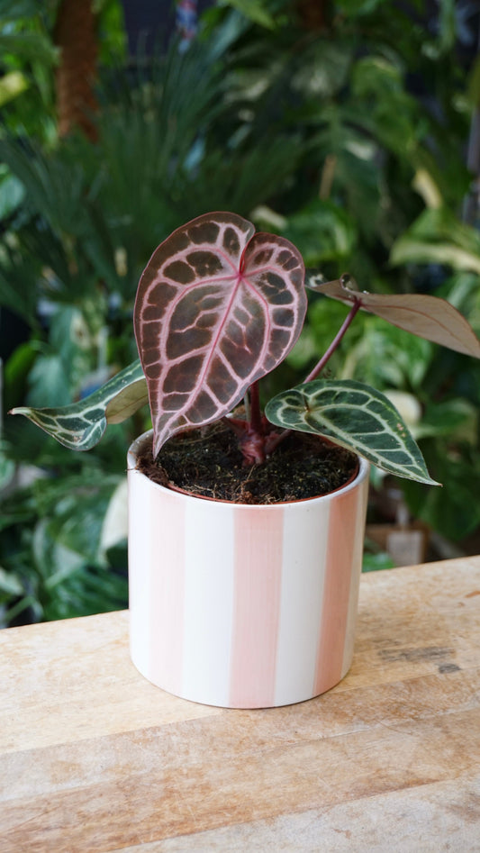 Anthurium Crystallinum Pink Blush
