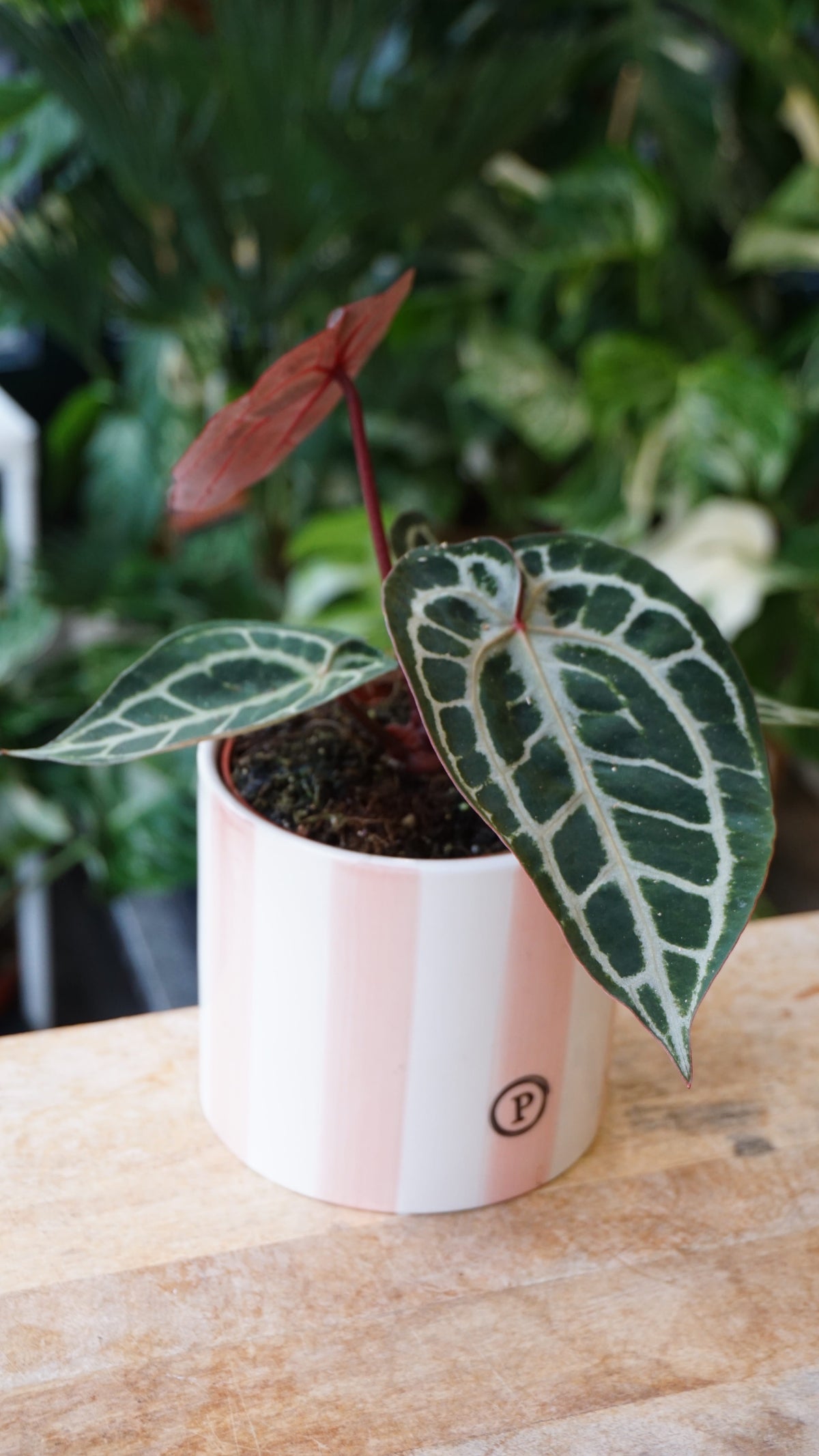 Anthurium Crystallinum Pink Blush