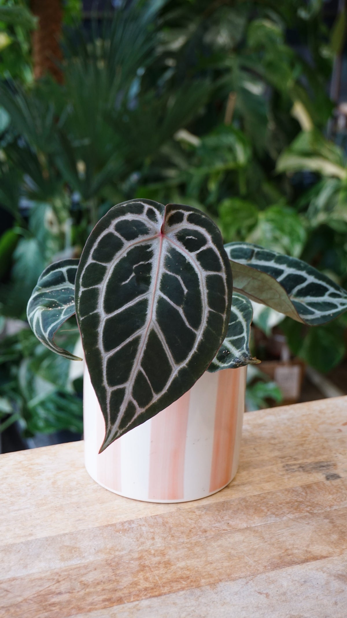 Anthurium Crystallinum Pink Blush