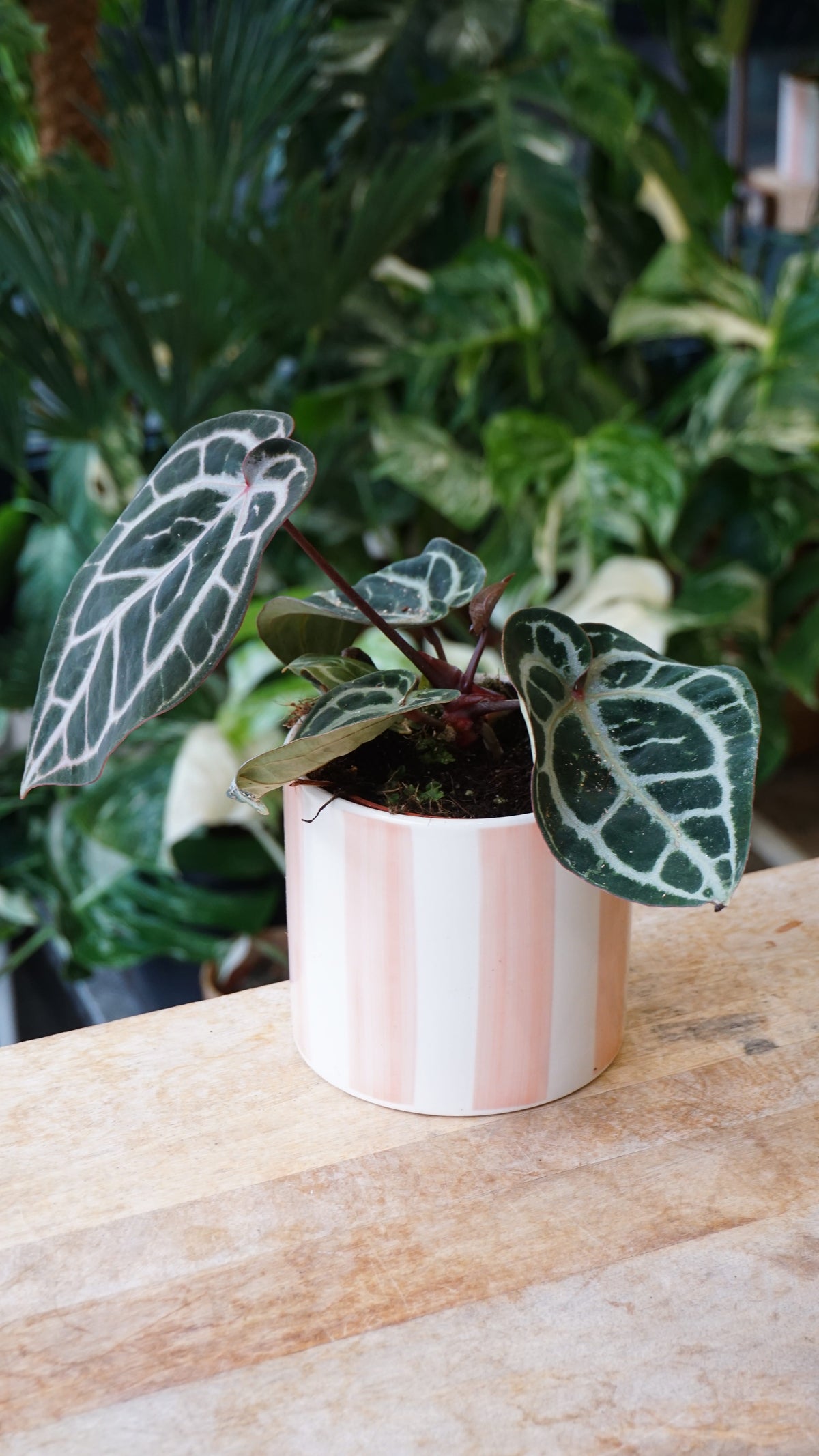 Anthurium Crystallinum Pink Blush