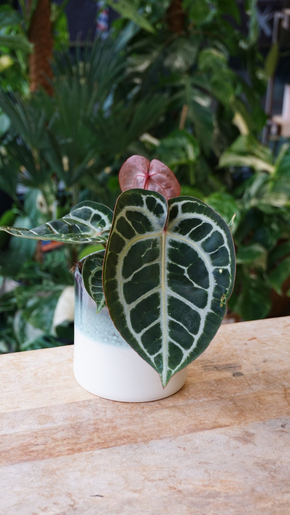 Anthurium Crystallinum Pink Blush
