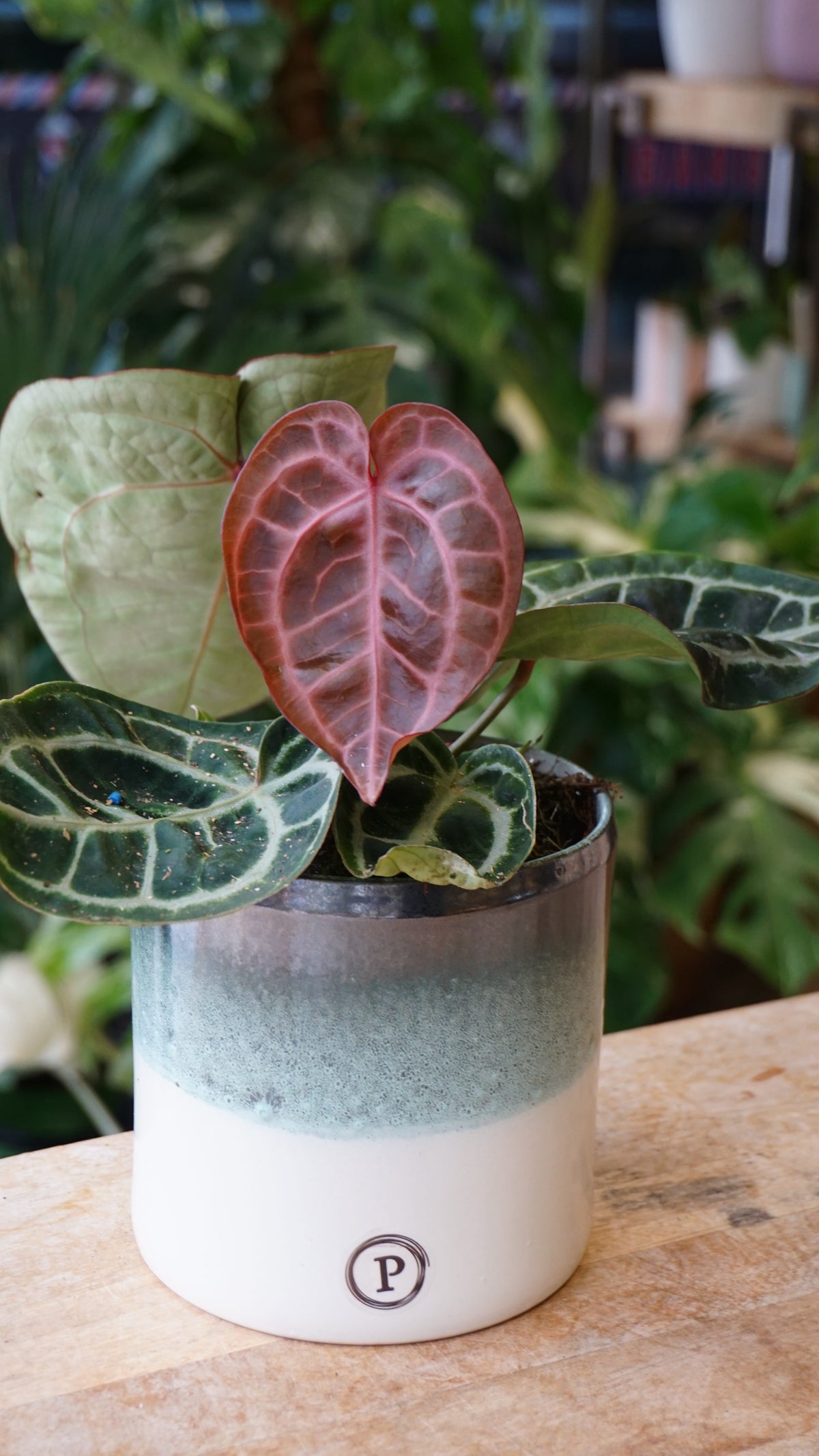 Anthurium Crystallinum Pink Blush