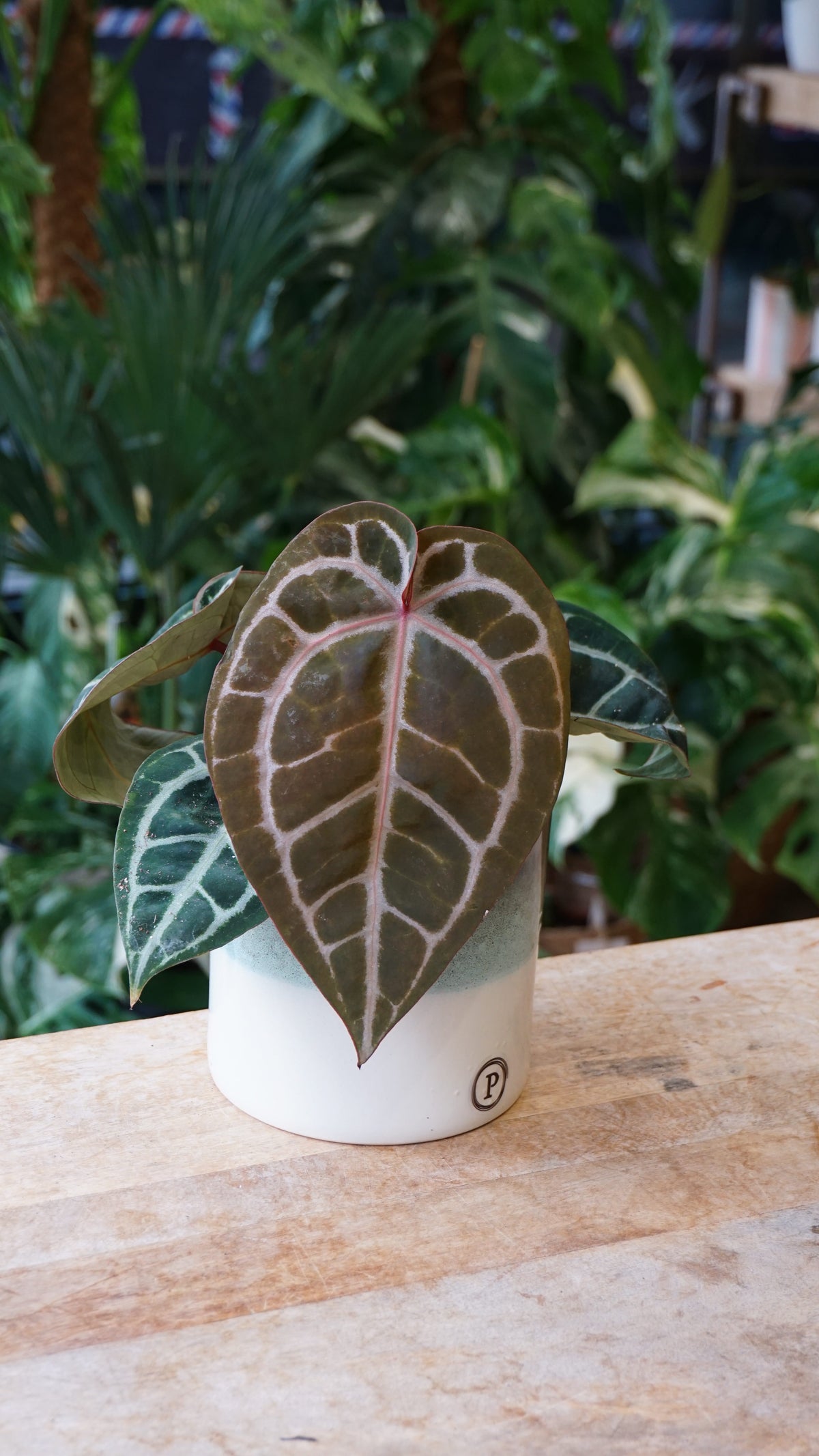 Anthurium Crystallinum Pink Blush