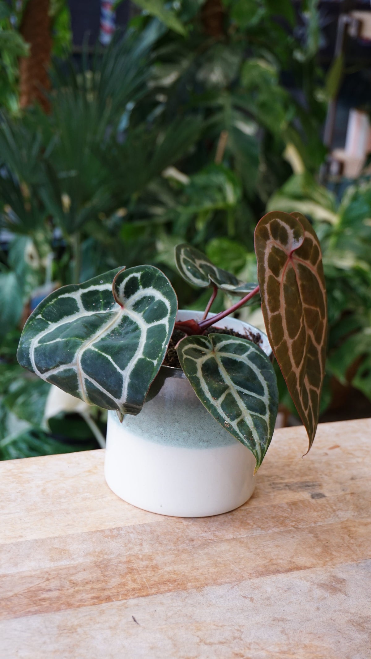 Anthurium Crystallinum Pink Blush