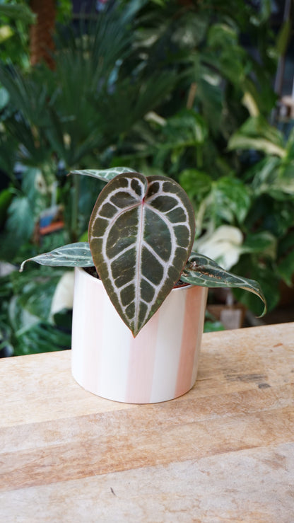 Anthurium Crystallinum Pink Blush