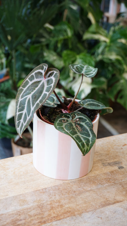 Anthurium Crystallinum Pink Blush