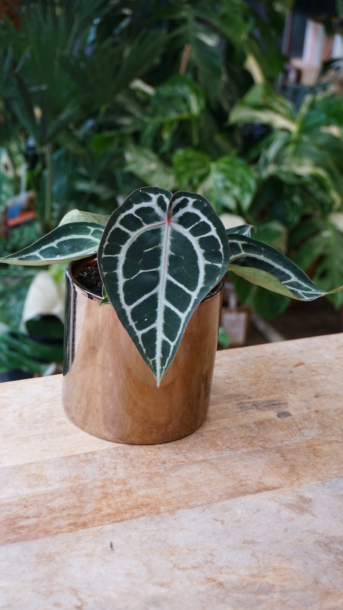 Anthurium Crystallinum Pink Blush