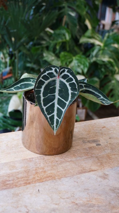 Anthurium Crystallinum Pink Blush