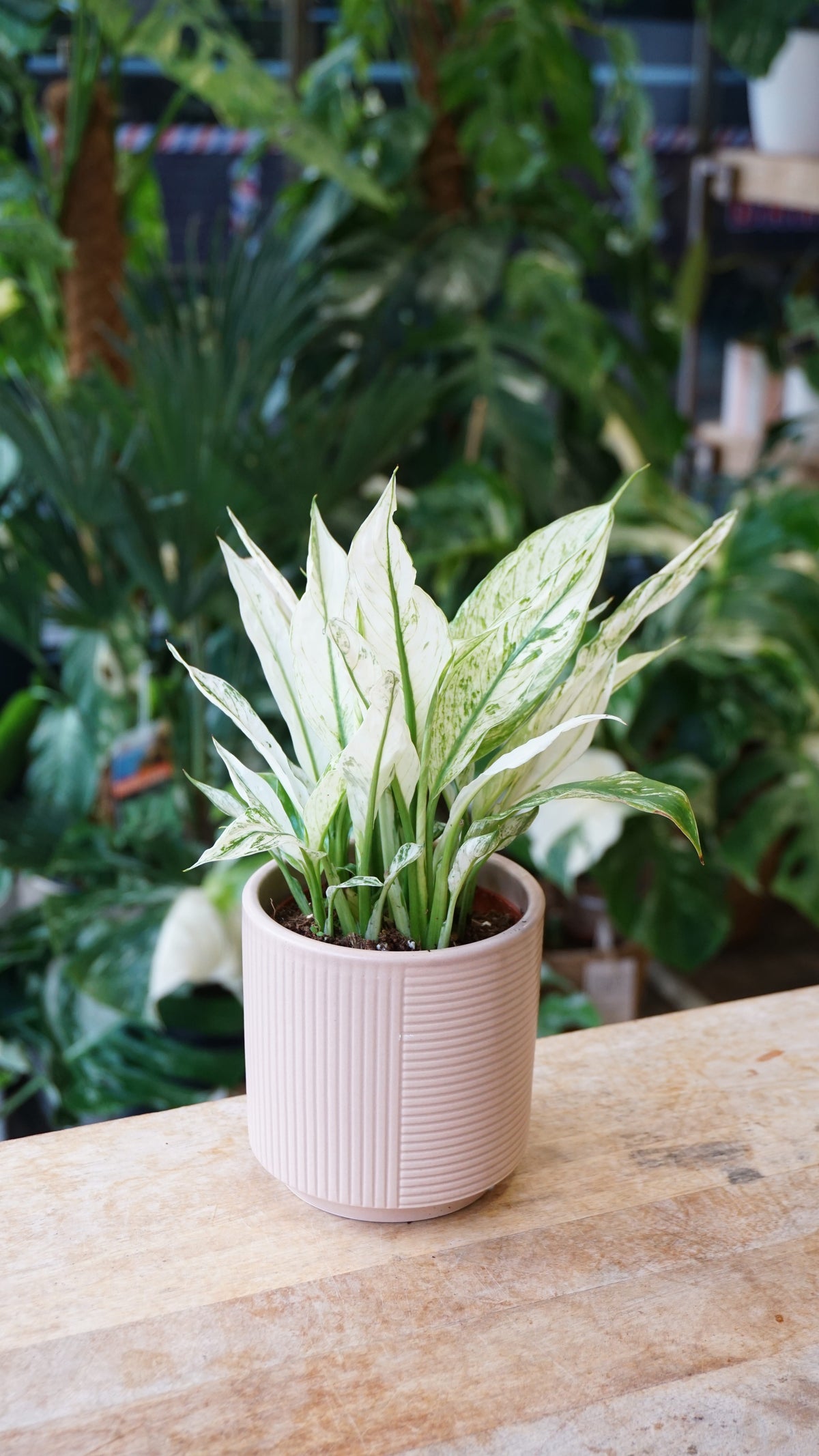 Spathiphyllum Snow Feathers studio plantes rares jungle jardinerie strasbourg rare plant shop online pflanzen